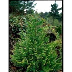 Ædelcypres 'Stardust' Chamaecyparis Lawsoniana 'Stardust' Potte 2,0 Liter,- 25-30 Cm. -Montoz Butik mi5516 chamaecyparis laws stardust 6696