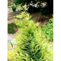 Ædelcypres 'Stardust' Chamaecyparis Lawsoniana 'Stardust' Potte 2,0 Liter,- 25-30 Cm. -Montoz Butik mi5516 chamaecyparis laws stardust 74c9