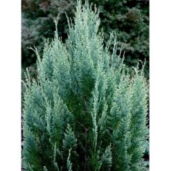 Ædelcypres 'White Spot Chamaecyparis Lawsoniana 'white Spot Med Klump,- 80-100 Cm. -Montoz Butik mi5520 chamaecyparis laws white spot e5dd