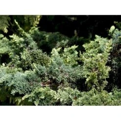 Søjle Ædelcypres 'Wisselii' Chamaecyparis Lawsoniana 'Wisselii' Potte 3,0 Liter,- 40-60 Cm. -Montoz Butik mi5521 chamaecyparis laws wisselii 3d97