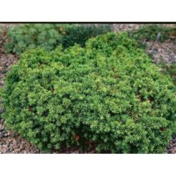 Japansk Kryptomeria 'Vilmoriniana' Cryptomeria Japonica 'Vilmoriniana' Potte 2,0 Liter,- 15-20 Cm. -Montoz Butik mi5602 cryptomeria japonica vilmoriniana 6488