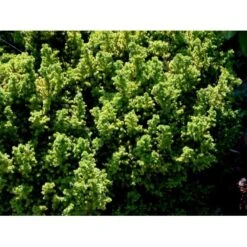 Japansk Kryptomeria 'Vilmoriniana' Cryptomeria Japonica 'Vilmoriniana' Potte 2,0 Liter,- 15-20 Cm. -Montoz Butik mi5602 cryptomeria japonica vilmoriniana fead