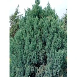 Kinesisk Enebær 'Stricta' Juniperus Chinensis 'Stricta' Potte 3,0 Liter,- 40-60 Cm. 8 Kinesisk Enebær 'Stricta' Juniperus Chinensis 'Stricta' Potte 3,0 Liter,- 40-60 Cm. -Montoz Butik mi5634 40 cm 9c9b