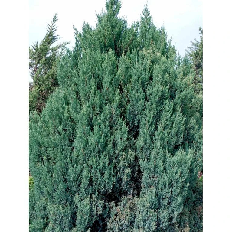Kinesisk Enebær 'Stricta' Juniperus Chinensis 'Stricta' Potte 3,0 Liter,- 40-60 Cm. 5 Kinesisk Enebær 'Stricta' Juniperus Chinensis 'Stricta' Potte 3,0 Liter,- 40-60 Cm. - Billede 3