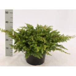 Strand Enebær 'Schlager' Juniperus Conferta 'Schlager' Potte 3,0 Liter,- 30-40 Cm. 7 Strand Enebær 'Schlager' Juniperus Conferta 'Schlager' Potte 3,0 Liter,- 30-40 Cm. -Montoz Butik mi5662 juniperus conferta schlager 4cca