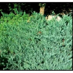Krybende Enebær 'Blue Chip' Juniperus Horizontalis 'Blue Chip' Potte 3,0 Liter,- 25-30 Cm. -Montoz Butik mi5666 juniperus horiz blue chip 9ae5