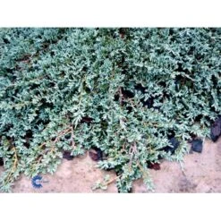 Krybende Enebær 'Icee Blue' Juniperus Horizontalis 'Icee Blue' Potte 3,0 Liter,- 25-30 Cm. -Montoz Butik mi5675 juniperus horiz icee blue 8045