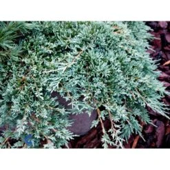 Krybende Enebær 'Icee Blue' Juniperus Horizontalis 'Icee Blue' Potte 3,0 Liter,- 25-30 Cm. -Montoz Butik mi5675 juniperus horiz icee blue ad6c