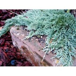 Krybende Enebær 'Icee Blue' Juniperus Horizontalis 'Icee Blue' Potte 3,0 Liter,- 25-30 Cm. -Montoz Butik mi5675 juniperus horiz icee blue e6cf