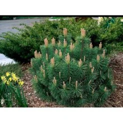 Krybende Bjergfyr 'Pumilio' Pinus Mugo Var. 'Pumilio' Potte 3,0 Liter,- 20-25 Cm. -Montoz Butik mi5790 pinus mugo var pumilio 56ed