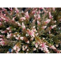 Sydtaks 'County Park Fire' Podocarpus 'County Park Fire' Potte 3,0 Liter,- 15-20 Cm. -Montoz Butik mi5816 podocarpus county park fire db34