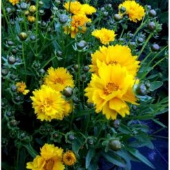 Skønhedsøje 'Sunray' Coreopsis Grandiflora 'Sunray' 1 Liter Potte -Montoz Butik mi599 coreopsis grandiflora sunray a8ff