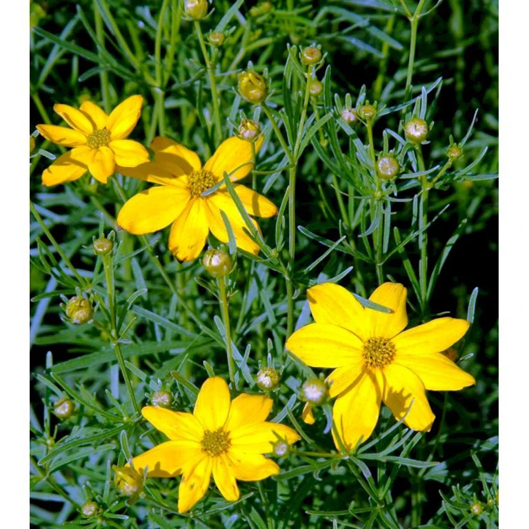 Skønhedsøje 'Grandiflora' Coreopsis Verticillata 'Grandiflora' 1 Liter Potte 3 Skønhedsøje 'Grandiflora' Coreopsis Verticillata 'Grandiflora' 1 Liter Potte