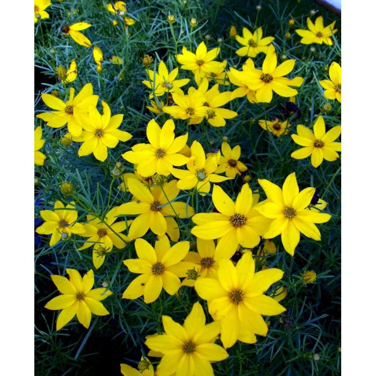 Skønhedsøje 'Grandiflora' Coreopsis Verticillata 'Grandiflora' 1 Liter Potte 6 Skønhedsøje 'Grandiflora' Coreopsis Verticillata 'Grandiflora' 1 Liter Potte - Billede 4