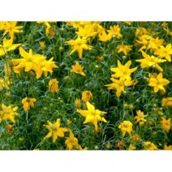 Skønhedsøje 'Grandiflora' Coreopsis Verticillata 'Grandiflora' 1 Liter Potte 14 Skønhedsøje 'Grandiflora' Coreopsis Verticillata 'Grandiflora' 1 Liter Potte -Montoz Butik mi600 coreopsis verticillata grandiflora 6825