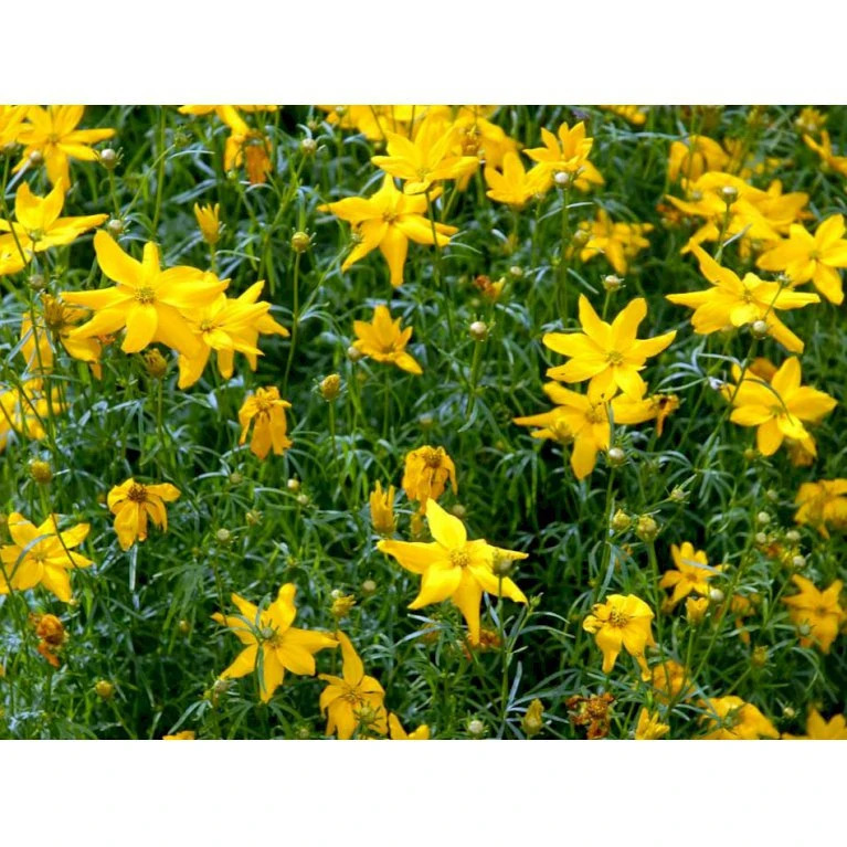 Skønhedsøje 'Grandiflora' Coreopsis Verticillata 'Grandiflora' 1 Liter Potte 7 Skønhedsøje 'Grandiflora' Coreopsis Verticillata 'Grandiflora' 1 Liter Potte - Billede 5