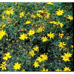 Skønhedsøje 'Grandiflora' Coreopsis Verticillata 'Grandiflora' 1 Liter Potte 17 Skønhedsøje 'Grandiflora' Coreopsis Verticillata 'Grandiflora' 1 Liter Potte -Montoz Butik mi600 coreopsis verticillata grandiflora 9ab5