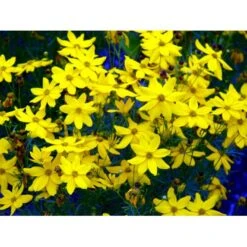 Skønhedsøje 'Grandiflora' Coreopsis Verticillata 'Grandiflora' 1 Liter Potte 16 Skønhedsøje 'Grandiflora' Coreopsis Verticillata 'Grandiflora' 1 Liter Potte -Montoz Butik mi600 coreopsis verticillata grandiflora a8ec