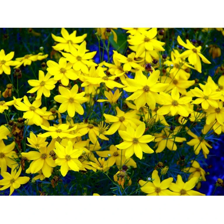 Skønhedsøje 'Grandiflora' Coreopsis Verticillata 'Grandiflora' 1 Liter Potte 9 Skønhedsøje 'Grandiflora' Coreopsis Verticillata 'Grandiflora' 1 Liter Potte - Billede 7