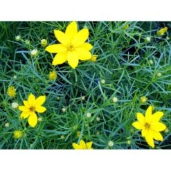 Skønhedsøje 'Grandiflora' Coreopsis Verticillata 'Grandiflora' 1 Liter Potte 12 Skønhedsøje 'Grandiflora' Coreopsis Verticillata 'Grandiflora' 1 Liter Potte -Montoz Butik mi600 coreopsis verticillata grandiflora d7ad