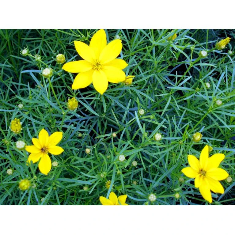 Skønhedsøje 'Grandiflora' Coreopsis Verticillata 'Grandiflora' 1 Liter Potte 5 Skønhedsøje 'Grandiflora' Coreopsis Verticillata 'Grandiflora' 1 Liter Potte - Billede 3