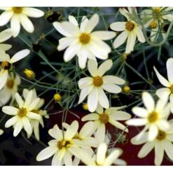 Skønhedsøje 'Moonbeam' Coreopsis Verticillata 'Moonbeam' 1 Liter Potte 15 Skønhedsøje 'Moonbeam' Coreopsis Verticillata 'Moonbeam' 1 Liter Potte -Montoz Butik mi601 coreopsis verticillata moonbeam 3d9f
