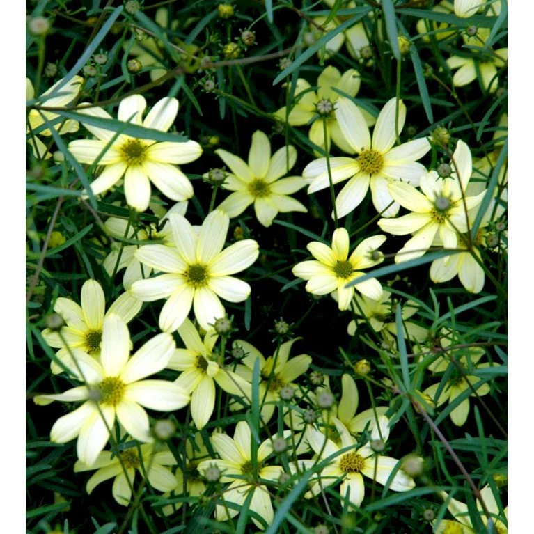Skønhedsøje 'Moonbeam' Coreopsis Verticillata 'Moonbeam' 1 Liter Potte 5 Skønhedsøje 'Moonbeam' Coreopsis Verticillata 'Moonbeam' 1 Liter Potte - Billede 3