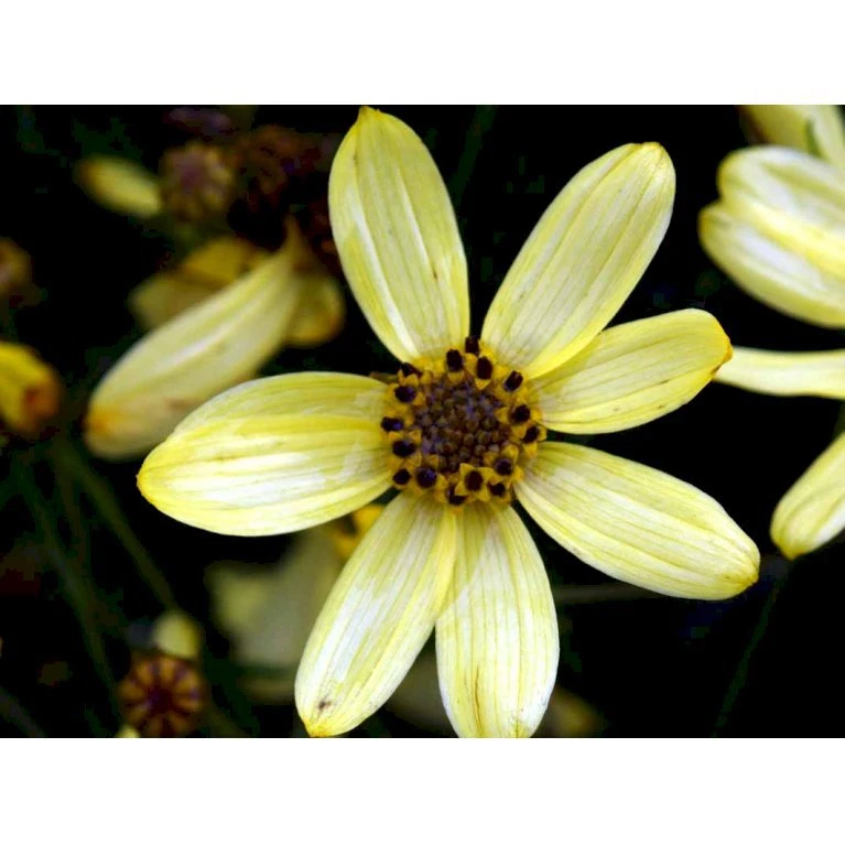 Skønhedsøje 'Moonbeam' Coreopsis Verticillata 'Moonbeam' 1 Liter Potte 6 Skønhedsøje 'Moonbeam' Coreopsis Verticillata 'Moonbeam' 1 Liter Potte - Billede 4