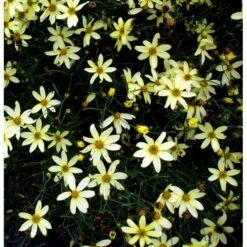 Skønhedsøje 'Moonbeam' Coreopsis Verticillata 'Moonbeam' 1 Liter Potte 14 Skønhedsøje 'Moonbeam' Coreopsis Verticillata 'Moonbeam' 1 Liter Potte -Montoz Butik mi601 coreopsis verticillata moonbeam 6c94