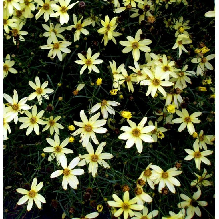 Skønhedsøje 'Moonbeam' Coreopsis Verticillata 'Moonbeam' 1 Liter Potte 8 Skønhedsøje 'Moonbeam' Coreopsis Verticillata 'Moonbeam' 1 Liter Potte - Billede 6