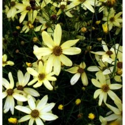 Skønhedsøje 'Moonbeam' Coreopsis Verticillata 'Moonbeam' 1 Liter Potte 13 Skønhedsøje 'Moonbeam' Coreopsis Verticillata 'Moonbeam' 1 Liter Potte -Montoz Butik mi601 coreopsis verticillata moonbeam d6cc