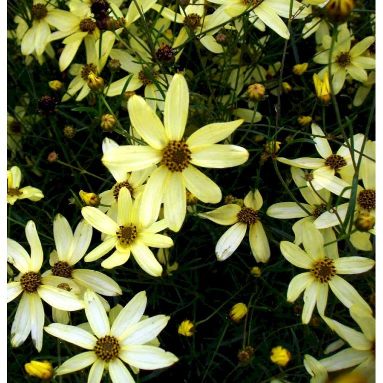 Skønhedsøje 'Moonbeam' Coreopsis Verticillata 'Moonbeam' 1 Liter Potte 7 Skønhedsøje 'Moonbeam' Coreopsis Verticillata 'Moonbeam' 1 Liter Potte - Billede 5