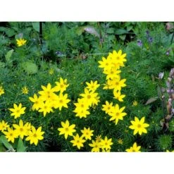 Skønhedsøje 'Zagreb' Coreopsis Verticillata 'Zagreb' 1 Liter Potte -Montoz Butik mi602 coreopsis verticillata zagreb 21d5