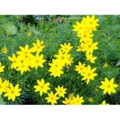 Skønhedsøje 'Zagreb' Coreopsis Verticillata 'Zagreb' 1 Liter Potte -Montoz Butik mi602 coreopsis verticillata zagreb 5886