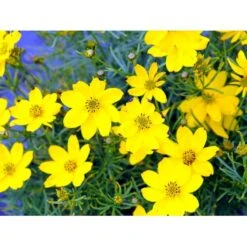 Skønhedsøje 'Zagreb' Coreopsis Verticillata 'Zagreb' 1 Liter Potte -Montoz Butik mi602 coreopsis verticillata zagreb 58f4