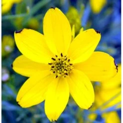 Skønhedsøje 'Zagreb' Coreopsis Verticillata 'Zagreb' 1 Liter Potte -Montoz Butik mi602 coreopsis verticillata zagreb 8e58