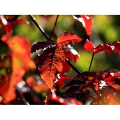 Ildløn Til Hæk Acer Ginnala 5 Liter Potte -Montoz Butik mi64 acer ginnala 5021