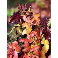 Ildløn Til Hæk Acer Ginnala 5 Liter Potte -Montoz Butik mi64 acer ginnala eecb