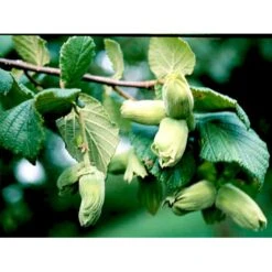 Storfrugtet Hassel 'Bolviller' Corylus Avellana 'Bolviller' 7,5 Liter Potte -Montoz Butik mi682 corylus avellana halle sche riesen 7f99