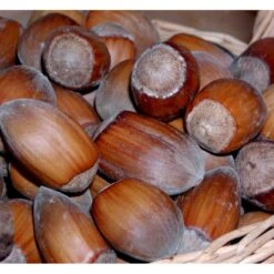 Storfrugtet Hassel 'Lamberts Filbert' Corylus Maxima 'Lamberts Filbert' 7,5 Liter Potte