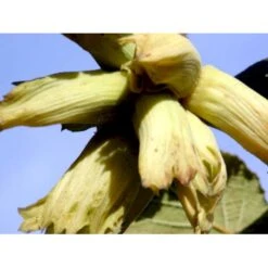 Storfrugtet Hassel 'Lamberts Filbert' Corylus Maxima 'Lamberts Filbert' 7,5 Liter Potte 9 Storfrugtet Hassel 'Lamberts Filbert' Corylus Maxima 'Lamberts Filbert' 7,5 Liter Potte -Montoz Butik mi685 corylus avellana lambert filbert 311d