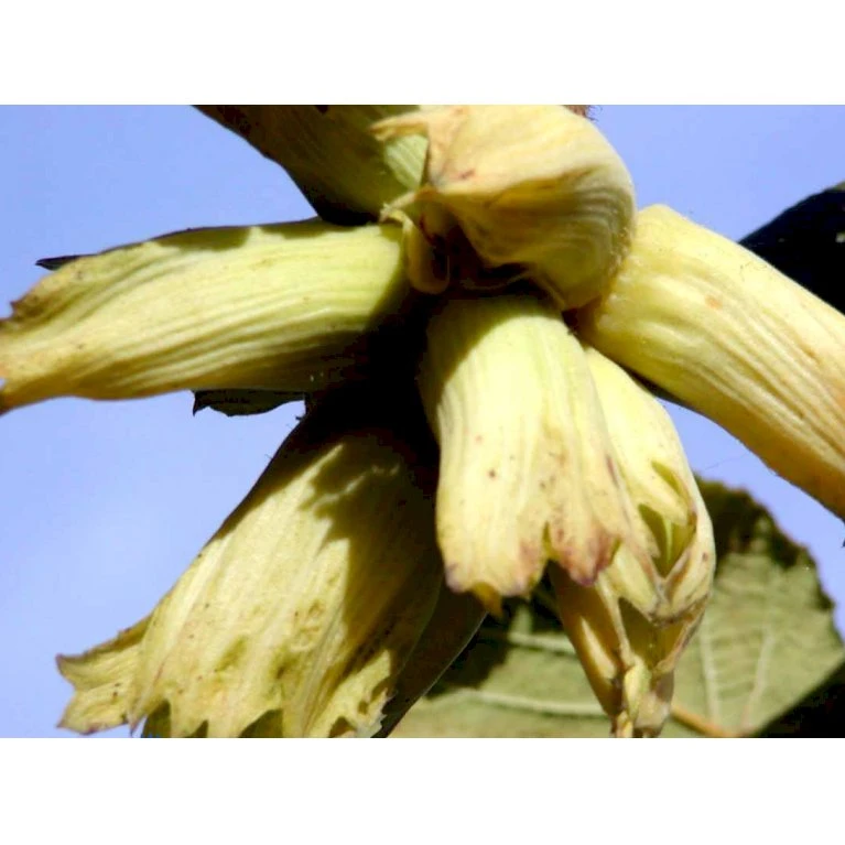 Storfrugtet Hassel 'Lamberts Filbert' Corylus Maxima 'Lamberts Filbert' 7,5 Liter Potte 6 Storfrugtet Hassel 'Lamberts Filbert' Corylus Maxima 'Lamberts Filbert' 7,5 Liter Potte - Billede 4