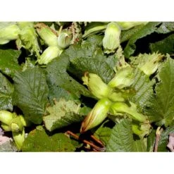 Storfrugtet Hassel 'Lamberts Filbert' Corylus Maxima 'Lamberts Filbert' 7,5 Liter Potte 8 Storfrugtet Hassel 'Lamberts Filbert' Corylus Maxima 'Lamberts Filbert' 7,5 Liter Potte -Montoz Butik mi685 corylus avellana lambert filbert f309