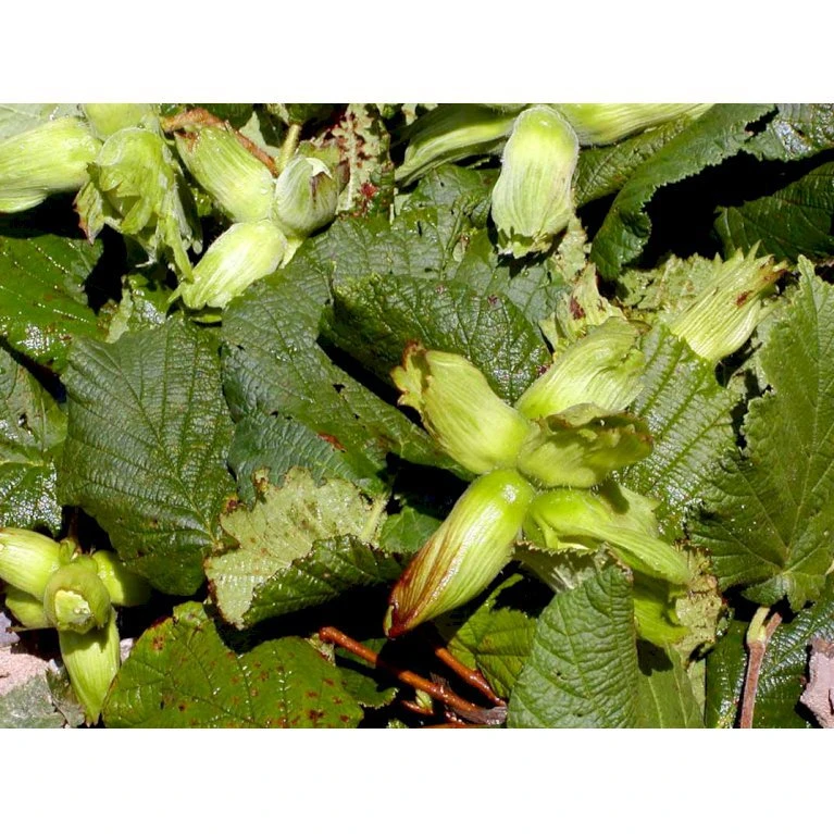Storfrugtet Hassel 'Lamberts Filbert' Corylus Maxima 'Lamberts Filbert' 7,5 Liter Potte 5 Storfrugtet Hassel 'Lamberts Filbert' Corylus Maxima 'Lamberts Filbert' 7,5 Liter Potte - Billede 3