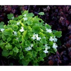 Vedbend-Torskemund Cymbalaria Muralis 'Alba' 10 Cm. Potte -Montoz Butik mi735 cymbalaria muralis alba b094