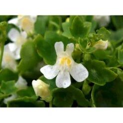 Vedbend-Torskemund Cymbalaria Muralis 'Alba' 10 Cm. Potte -Montoz Butik mi735 cymbalaria muralis alba bb0c