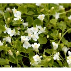 Vedbend-Torskemund Cymbalaria Muralis 'Alba' 10 Cm. Potte -Montoz Butik mi735 cymbalaria muralis alba c821