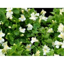 Vedbend-Torskemund Cymbalaria Muralis 'Alba' 10 Cm. Potte -Montoz Butik mi735 cymbalaria muralis alba e431