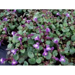 Håret Torskemund Cymbalaria Pallida 10 Cm. Potte -Montoz Butik mi736 cymbalaria pallida 6d8e