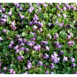 Håret Torskemund Cymbalaria Pallida 10 Cm. Potte -Montoz Butik mi736 cymbalaria pallida 8685